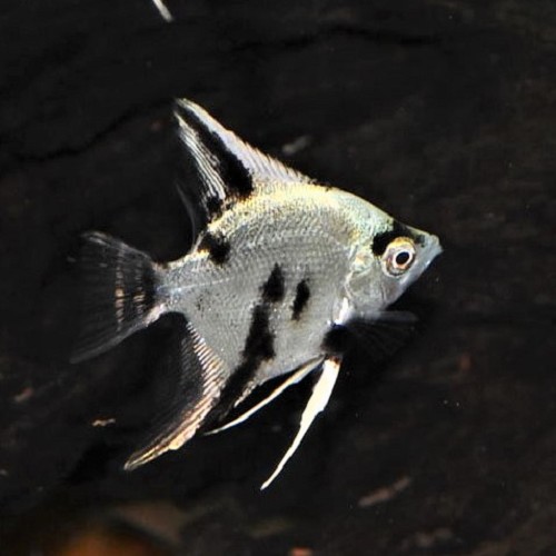 Pterophyllum scalare - Scalaire white crystal panda